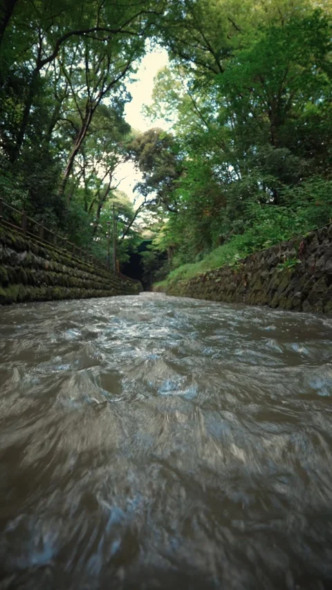 Extreme low angle fast flowing forest river with cicada sounds Stock Footage 345780851
