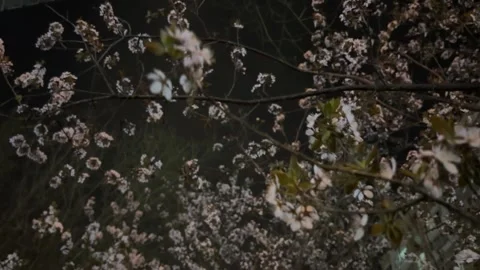 Extreme Low Angle Macro Shot of Light Pink Petals Floating in Gentle Breeze Stock Footage 332087375
