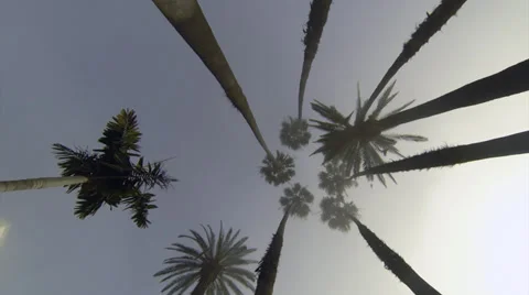 Extreme low angle of palm trees Vídeo Stock 35482197