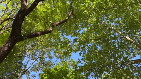 Extreme Low-Angle Slow Tilt-Up on Lush Green Tree Canopy in Spring Stock Footage 333723333