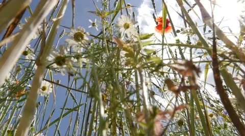 Extreme low angle view of flowers against the sky Stock Footage 51781998
