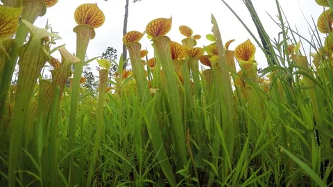 Extreme low angle view of Yellow Pitcher Plants (Sarracenia flava) SE USA Stock Footage 79512367