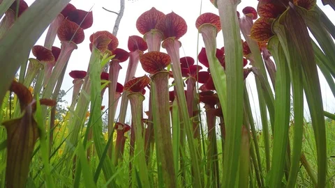 Extreme low angle view of Yellow Pitcher Plants (Sarracenia flava) SE USA Video stock 79512383