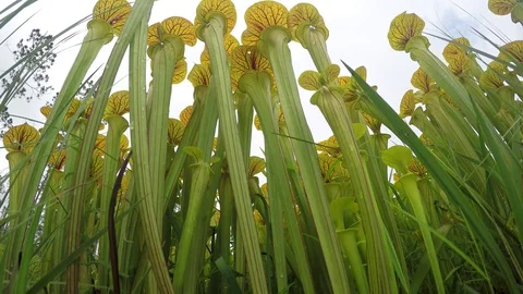 Extreme low angle view of Yellow Pitcher Plants (Sarracenia flava) SE USA Video stock 79512471