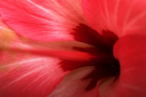 Extreme macro abstract view of pink hibiscus flower inner petals. Stock Photos
