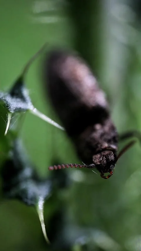Extreme Macro of Agrypnus Murinus Beetle on Thorny Plant Video stock 337132350