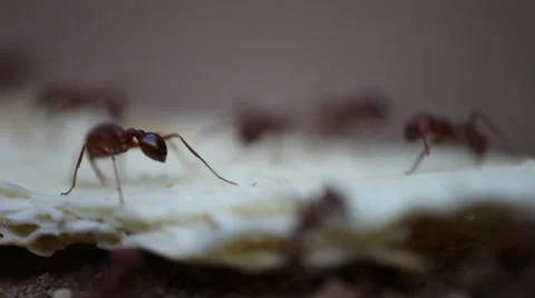 Extreme macro of ants on a cracker. Video stock 34779331