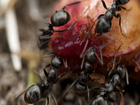 Extreme macro ants eating cherry on right Stock Footage