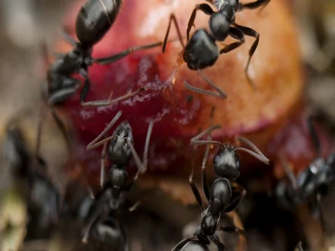 Extreme macro ants eating cherry ant pulls chunk off Stock Footage 76153341