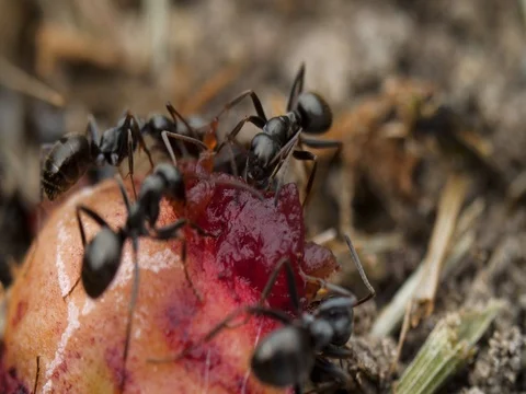 Extreme macro ants eating cherry on left Stock Footage 76153358