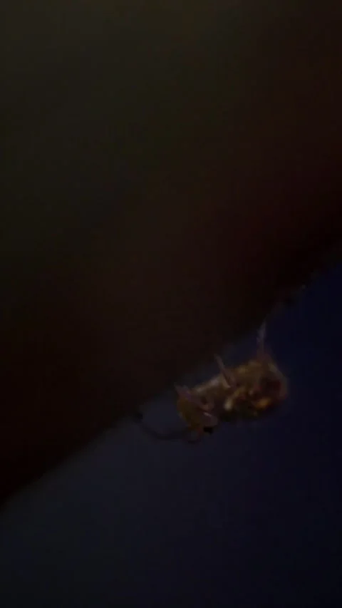 Extreme Macro of Aphid Moving On Dark Background Stock Footage 342267267
