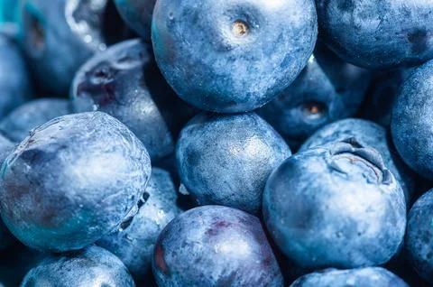 Extreme macro background texture of fresh wet blueberries piled up together i Stock Photos