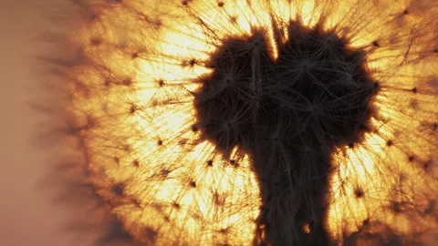 Extreme Macro Backlit Shot of a Dandelion Seed Head at Sunset 動画素材 338185423