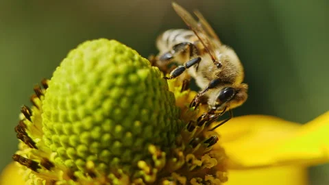 Extreme Macro of Bee Crawling on Yellow Coneflower, Pollen Collection Stock Footage 282862875