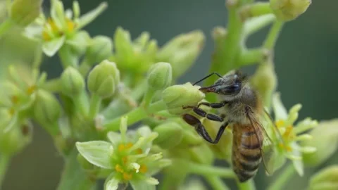 Extreme Macro Bee Pollination on Hass Avocado Blossom in 4K Video stock 348119852