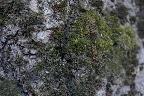 Extreme macro of blooming moss on ancient poplar bark texture. Stock Photos