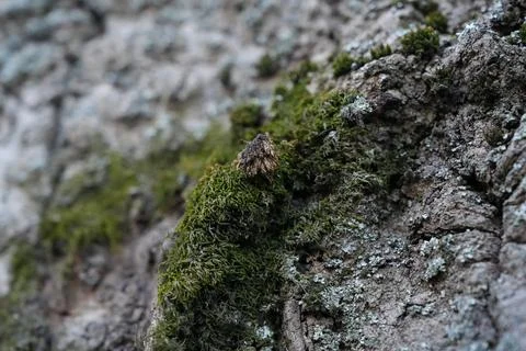 Extreme macro of blooming moss on ancient poplar bark texture. Stock Photos