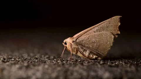 Extreme macro of a brown moth resting on a rough surface at night. Stock Footage 336425406