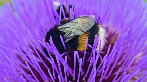 Extreme Macro of Bumblebee Foraging Inside Purple Artichoke Flower 스톡 동영상 340382264