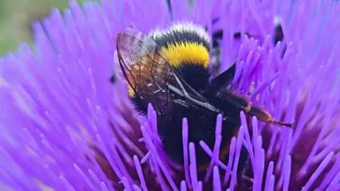 Extreme Macro of Bumblebee Foraging in Purple Artichoke Blossom 스톡 동영상 340382253