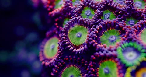 Extreme Macro of Candy Red Apple Zoanthid soft coral polyp in a Saltwater Reef A Stock Footage 289317703