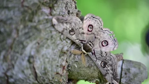 Extreme macro capturing the complex wing patterns of a wild moth. Stock Footage 336401808