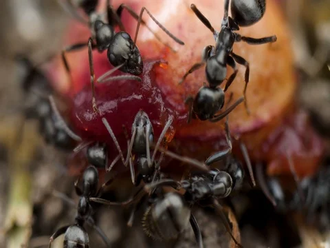Extreme macro centered ants eating cherry Stock Footage 76153310