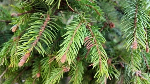 Extreme Macro Christmas Tree Needles with Golden Fairy Lights Slow Motion 4K Stock Footage 327482742