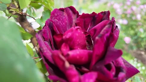 Extreme Macro Cinematic Shot Of Deep Crimson Mister Lincoln Rose Stock Footage 336798744