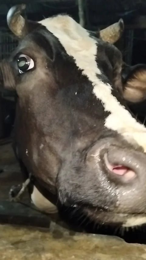 Extreme Macro Close-up of a Black Cow's Wet Nose and Whiskers Drinking Water Stock Footage 287641732