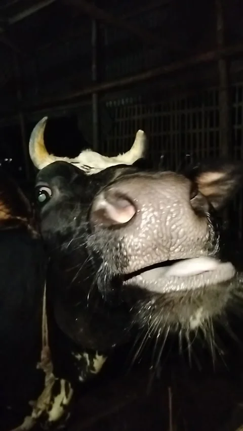 Extreme Macro Close-up of a Black Cow's Wet Nose and Whiskers Drinking Water Stock Footage 287641761
