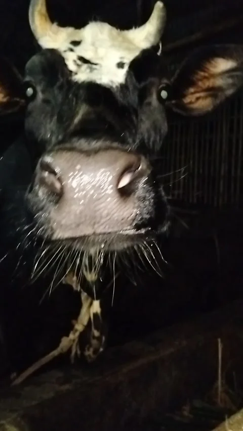 Extreme Macro Close-up of a Black Cow's Wet Nose and Whiskers Drinking Water Stock Footage 287641825