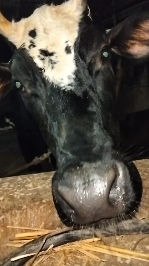 Extreme Macro Close-up of a Black Cow's Wet Nose and Whiskers Drinking Water Stock Footage 287642296
