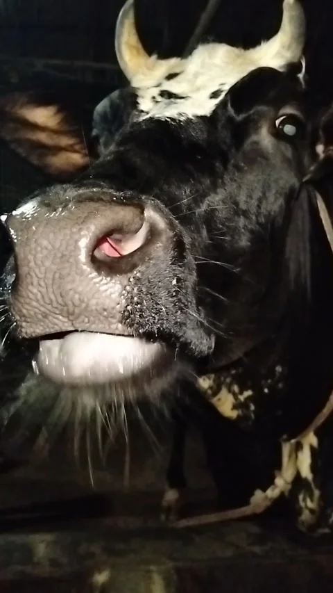 Extreme Macro Close-up of a Black Cow's Wet Nose and Whiskers Drinking Water Stock Footage 287642297