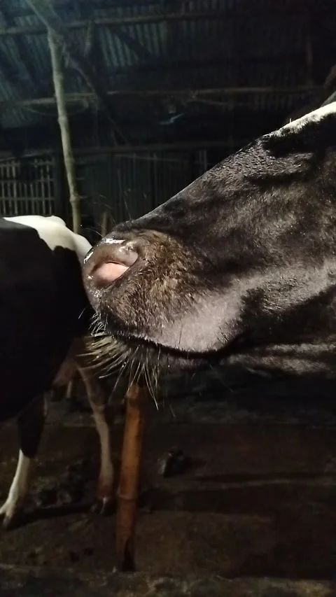 Extreme Macro Close-up of a Black Cow's Wet Nose and Whiskers Drinking Water Stock Footage 287642299