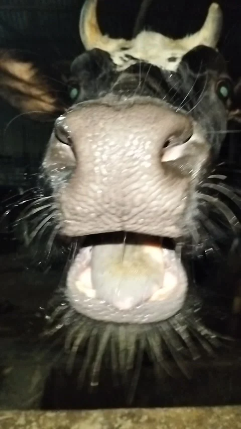 Extreme Macro Close-up of a Black Cow's Wet Nose and Whiskers Drinking Water Stock Footage 287642410
