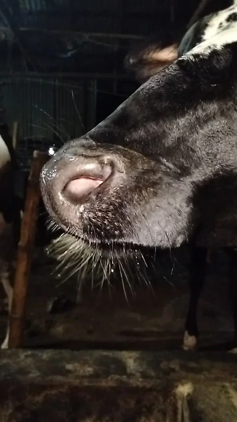 Extreme Macro Close-up of a Black Cow's Wet Nose and Whiskers Drinking Water Stock Footage 287642413