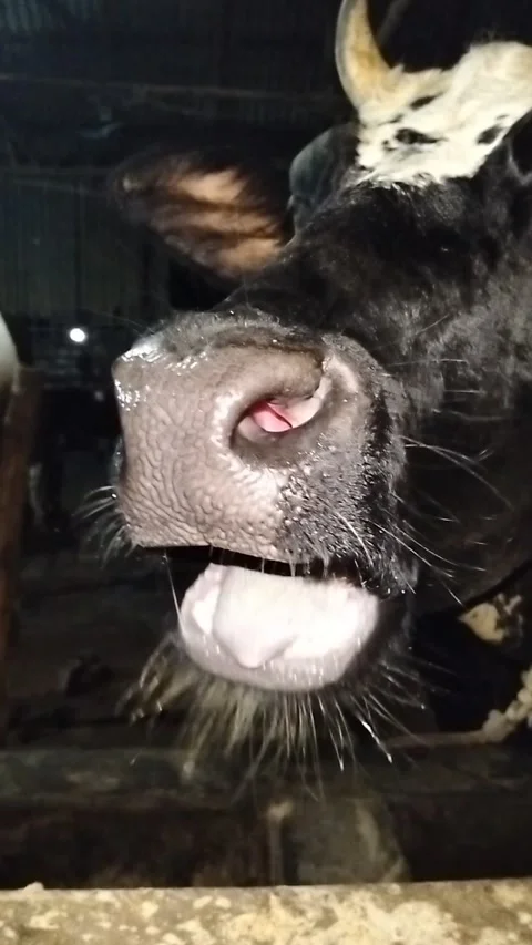 Extreme Macro Close-up of a Black Cow's Wet Nose and Whiskers Drinking Water Stock Footage 287642415