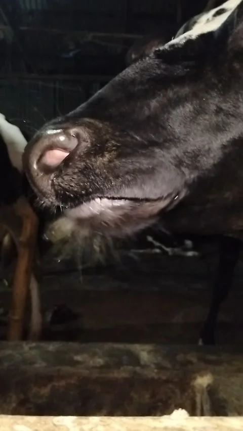 Extreme Macro Close-up of a Black Cow's Wet Nose and Whiskers Drinking Water Stock Footage 287642481