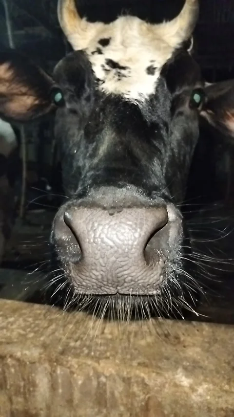 Extreme Macro Close-up of a Black Cow's Wet Nose and Whiskers Drinking Water Stock Footage 287642527