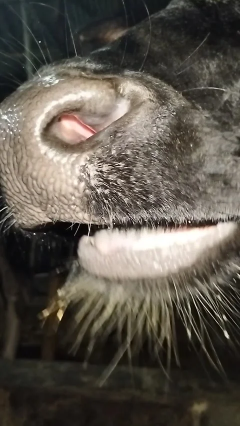 Extreme Macro Close-up of a Black Cow's Wet Nose and Whiskers Drinking Water Stock Footage 287642597