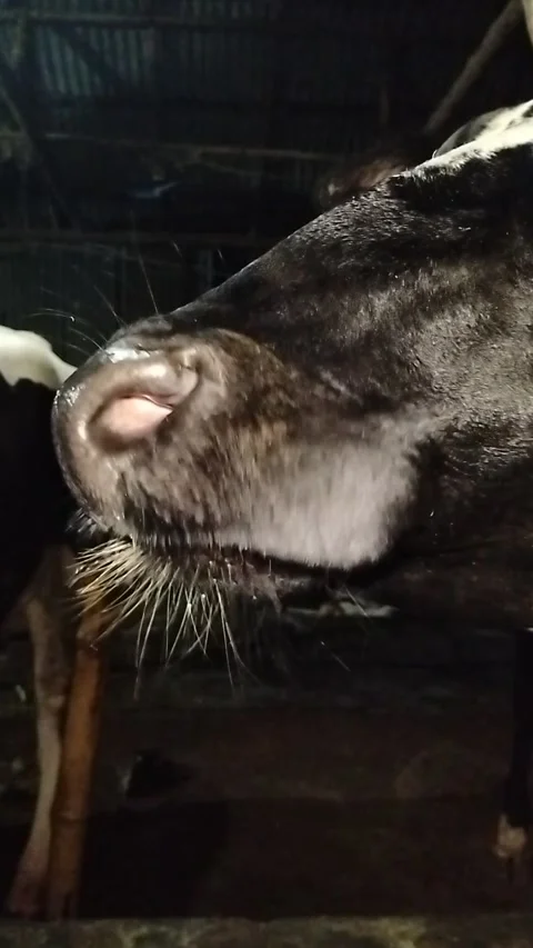 Extreme Macro Close-up of a Black Cow's Wet Nose and Whiskers Drinking Water Stock Footage 287642632