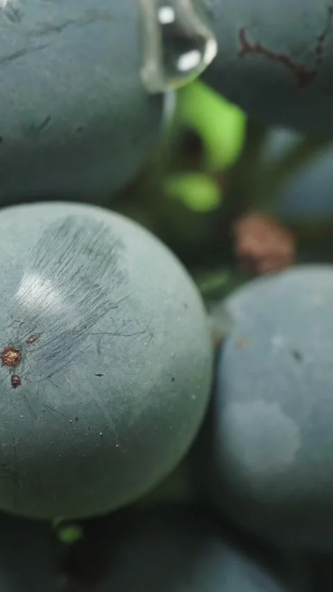 Extreme macro close up of blue grape with water drop Stock Footage 346397161