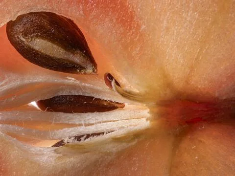 Extreme macro close-up of brown seeds inside a fresh red apple core 스톡 사진