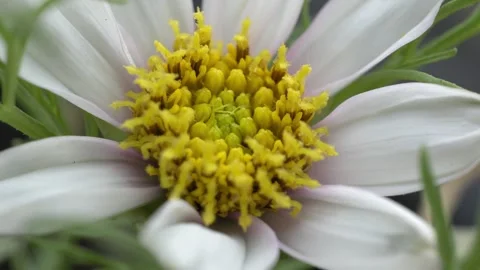 Extreme Macro Close-up of Cosmos Flower Blossom - 4K Slow Motion Nature Footage Stock Footage 336331287