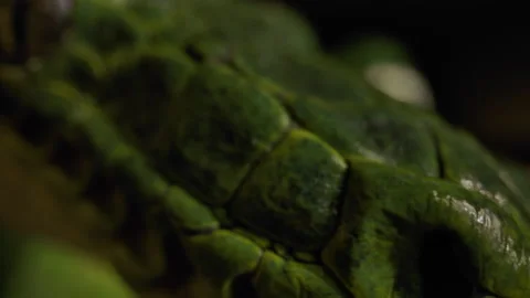 Extreme macro close up emerald tree boa Stock Footage 171139495