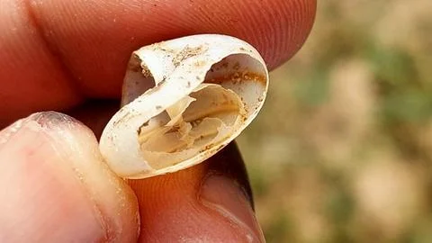Extreme Macro Close Up of Empty Snail Shell Held Between Fingers Stock-Fotos