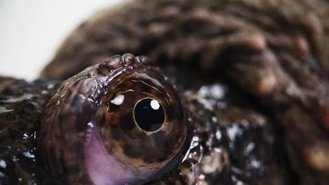Extreme macro close up of an eyeball of a snapping turtle Stock Footage 256736584