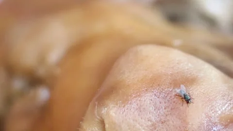 Extreme Macro Close-Up of a Fly Resting on Pig Skin Video stock 329204458