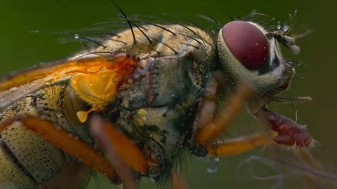 Extreme macro close up fly showing red compound eye and body bristles Stock Footage 340118482